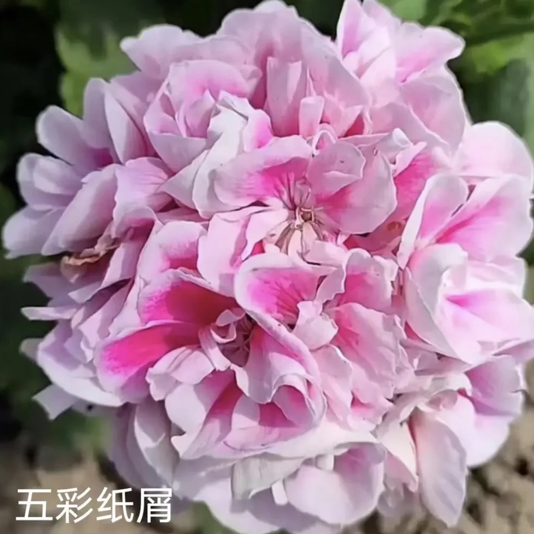 【五彩纸屑】130杯直立重瓣大花球子天竺葵爆花