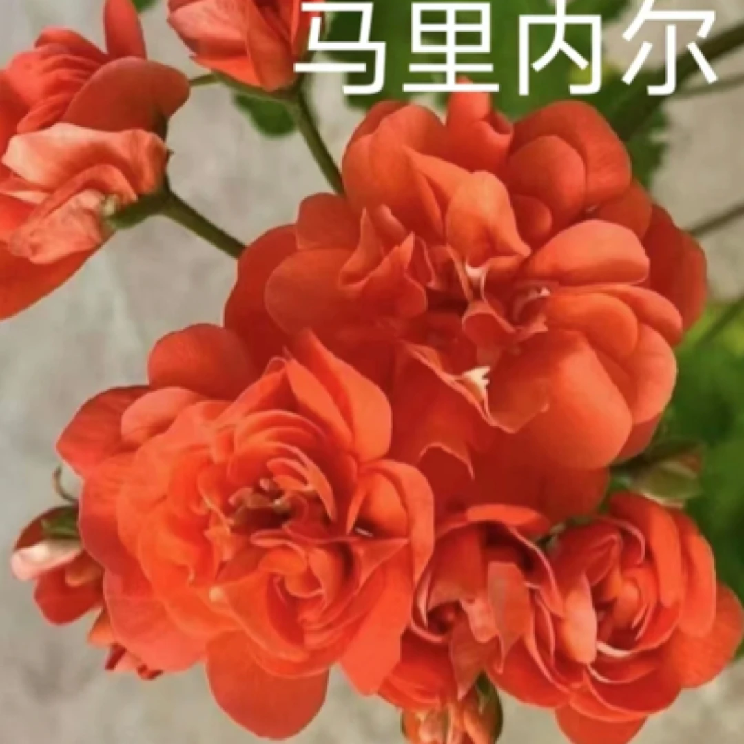 【马里内尔】130杯兽系天竺葵大花球