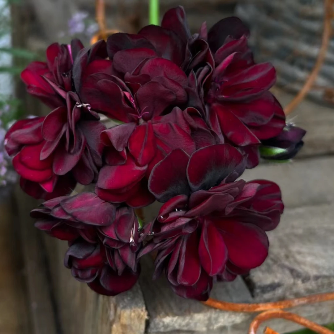 【汤米黑玫瑰】棵型很小130杯垂钓天竺葵大花爆花