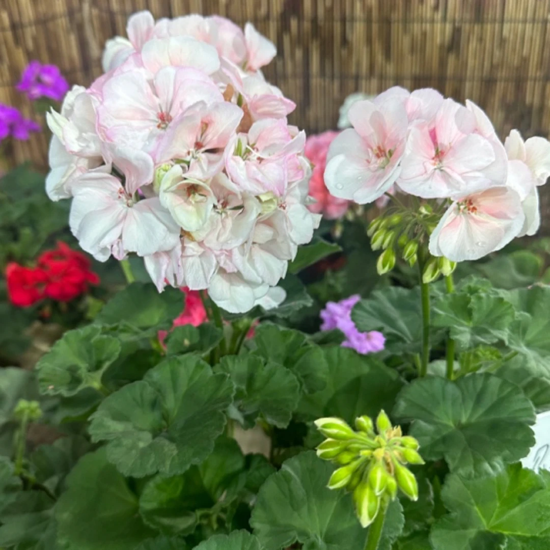 【信号灯】130直立大花球子天竺葵爆花