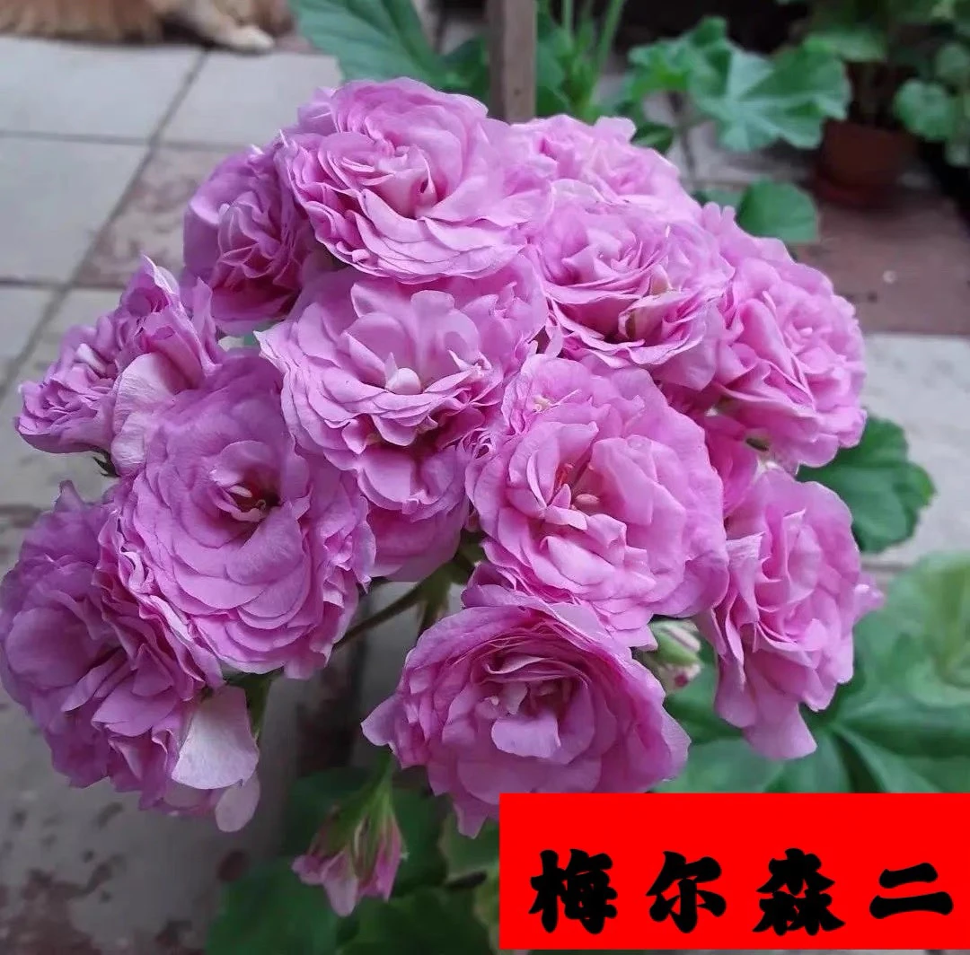 【梅尔森2】130杯直立重瓣大花球子天竺葵爆花