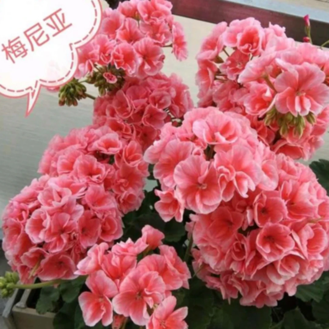 【梅尼亚】130杯直立大花球天竺葵