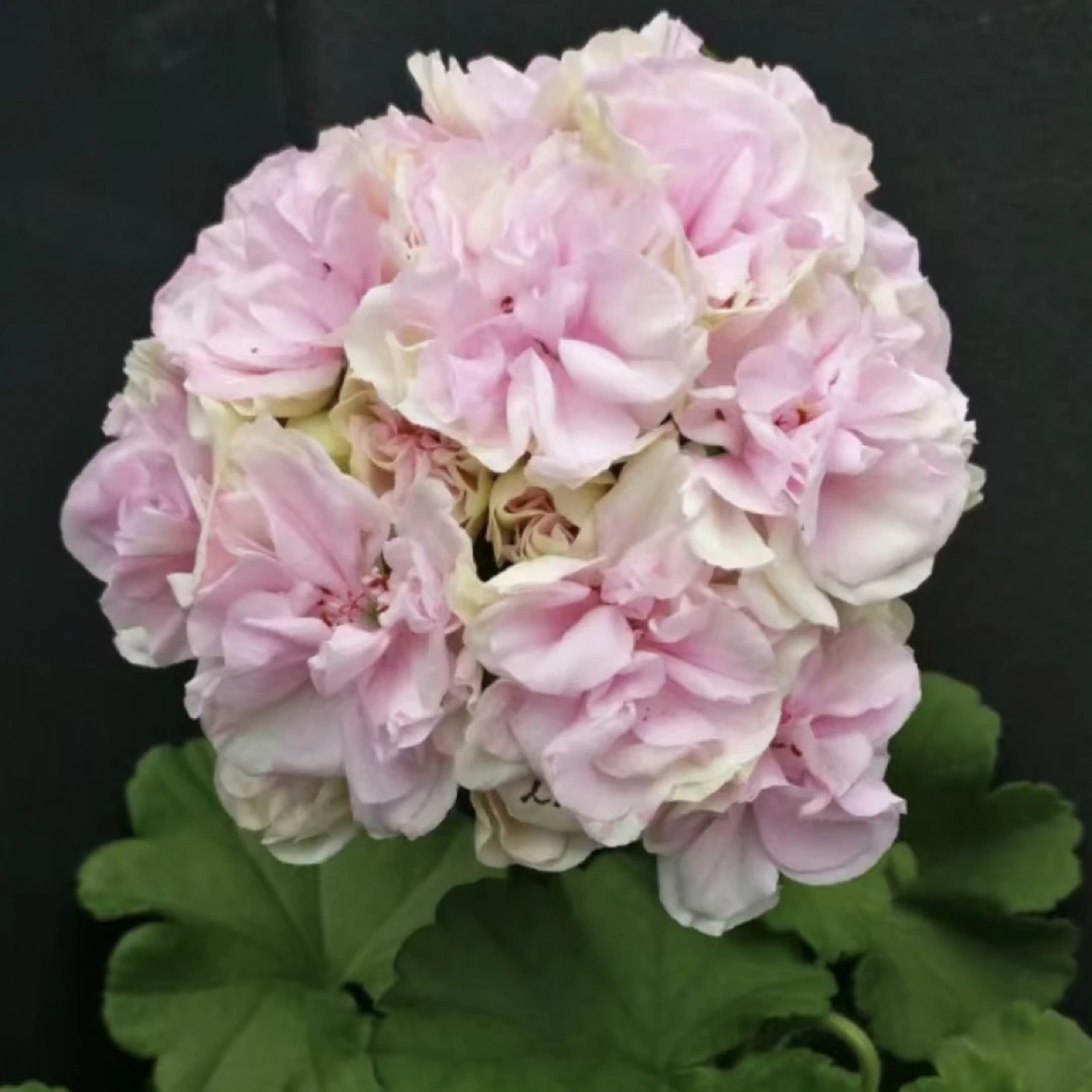 【长发公主】130杯直立重瓣大花球子天竺葵爆花