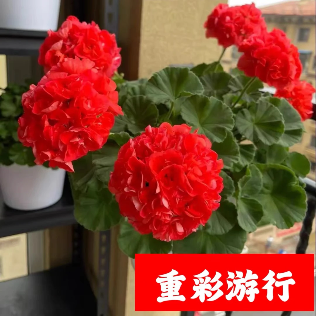 【重彩游行】130杯直立重瓣大花球子天竺葵爆花