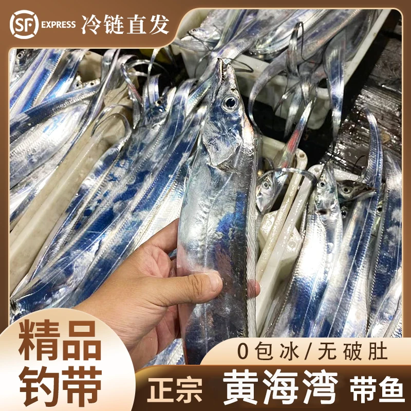 【5两左右/条】精品钓带6条 送2条 到手8条 鱼净重4斤