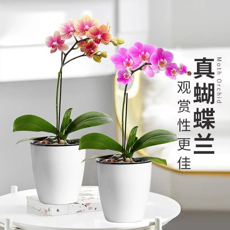 蝴蝶兰盆栽带花百搭兰花大花冬季开花室内植物花卉四季好养活