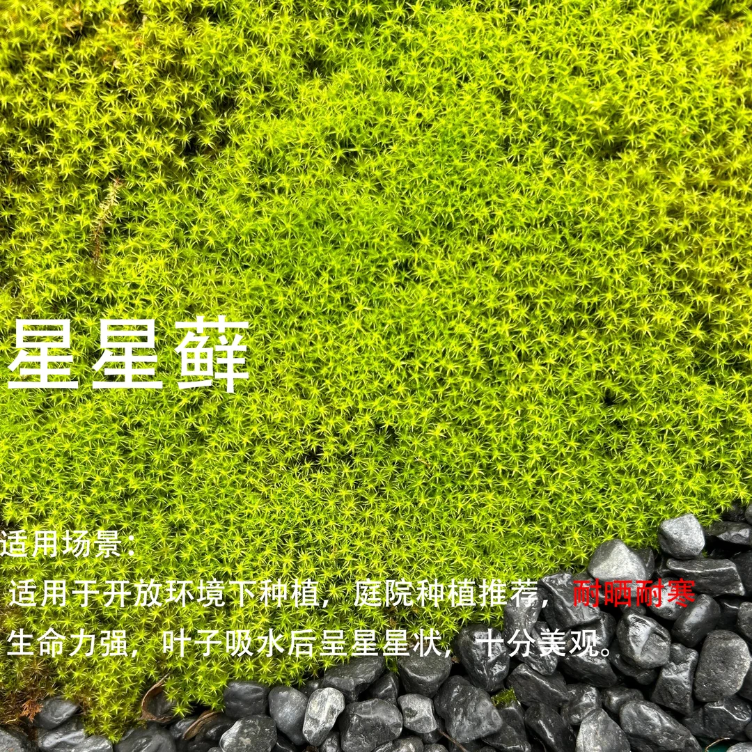 鲜活星星藓人工托盘星星藓微景观砂藓园艺庭院水陆缸盆景铺面造景