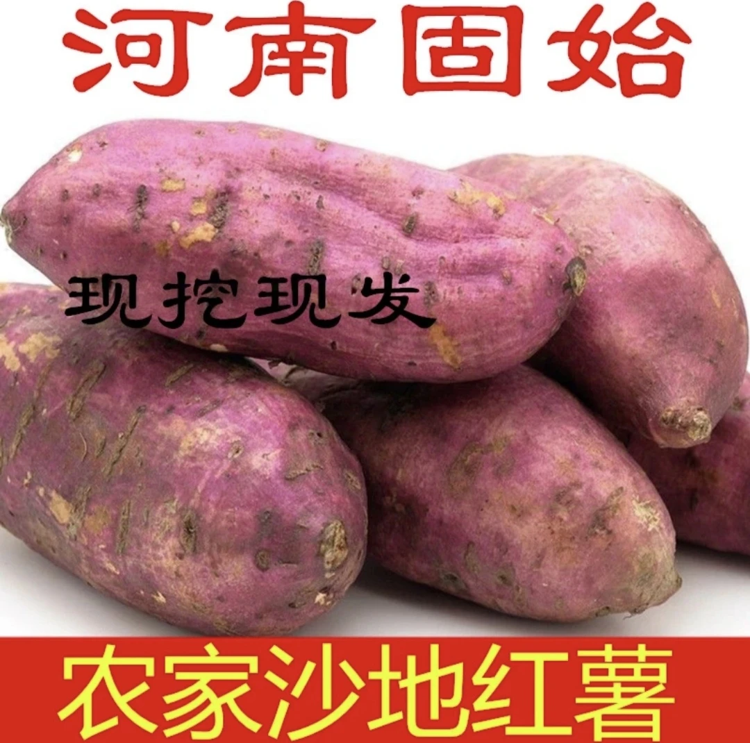 固始田湖村沙土地红薯