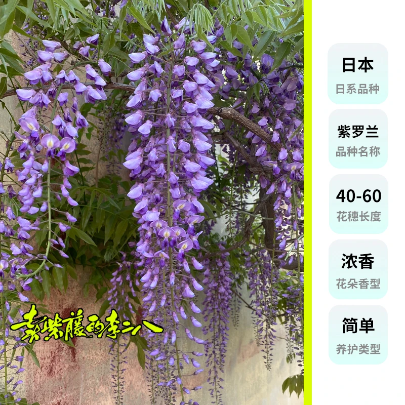 日系紫藤花品种 紫罗兰2-3年苗 优质紫藤花盆景素材 基地直发