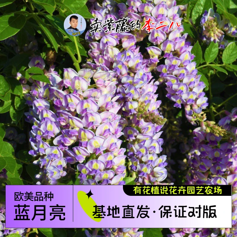 多季节开花紫藤品种 蓝月亮 2-3年苗 基地直发 保证对版