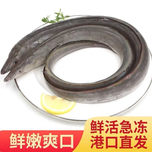 野生海捕海鳗鱼 净重5斤 新鲜海鲜速冻锁鲜码头连云港冷链发货