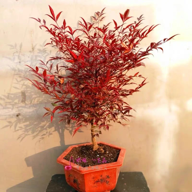 南天竹四季不落叶：主要美观在冬天：天气越冷越变红：庭院别墅种植