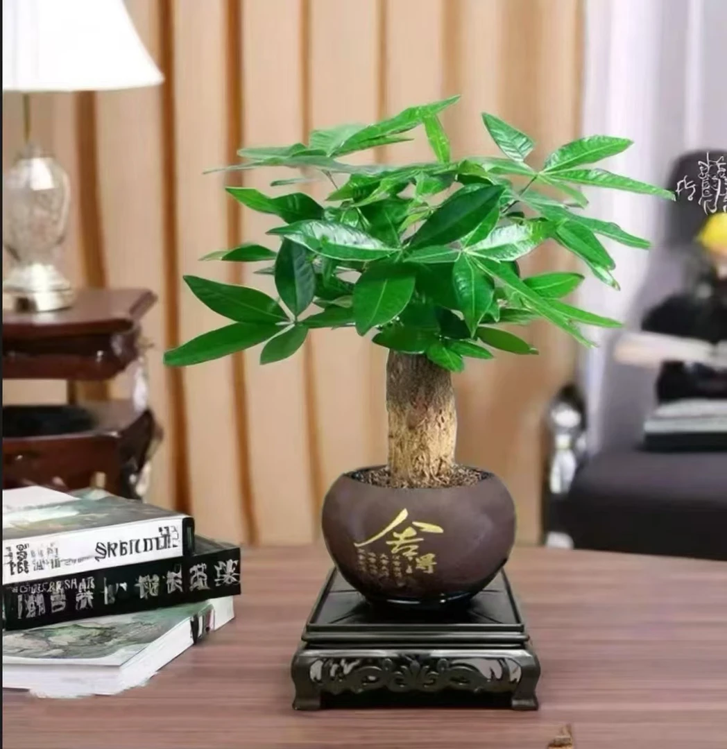 发财树招财盆栽室内客厅好养小盆景四季常青办公室花卉绿植