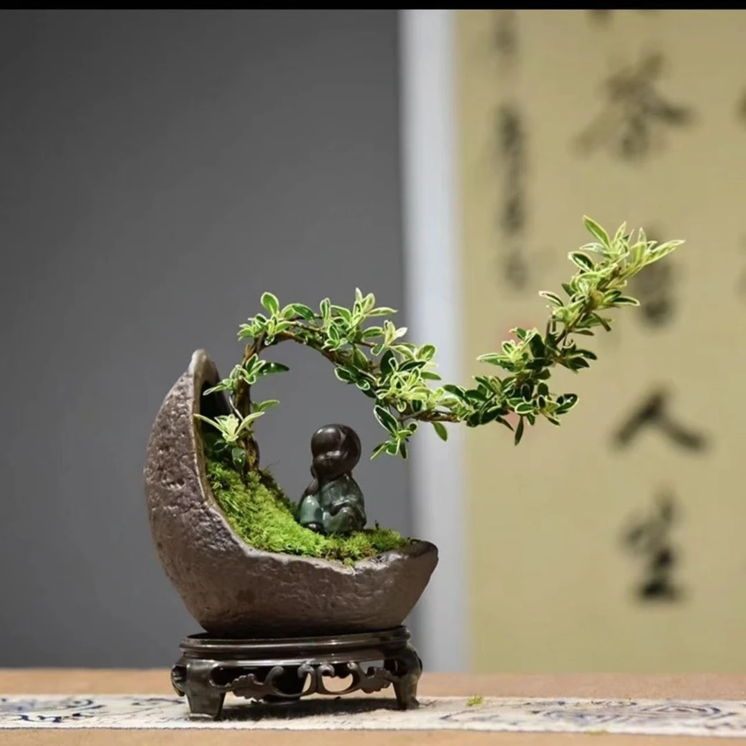 六月雪盆景悬崖茶桌禅意室内窗台小绿植物办公室茶几摆件桌面盆栽