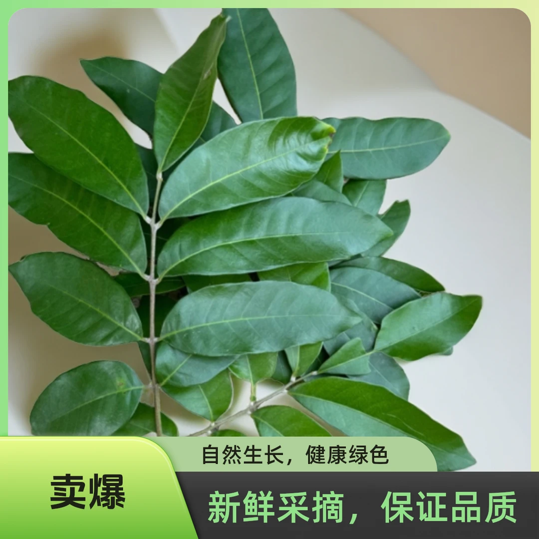 龙眼叶养麝香选品剃刀白唇头盔红面