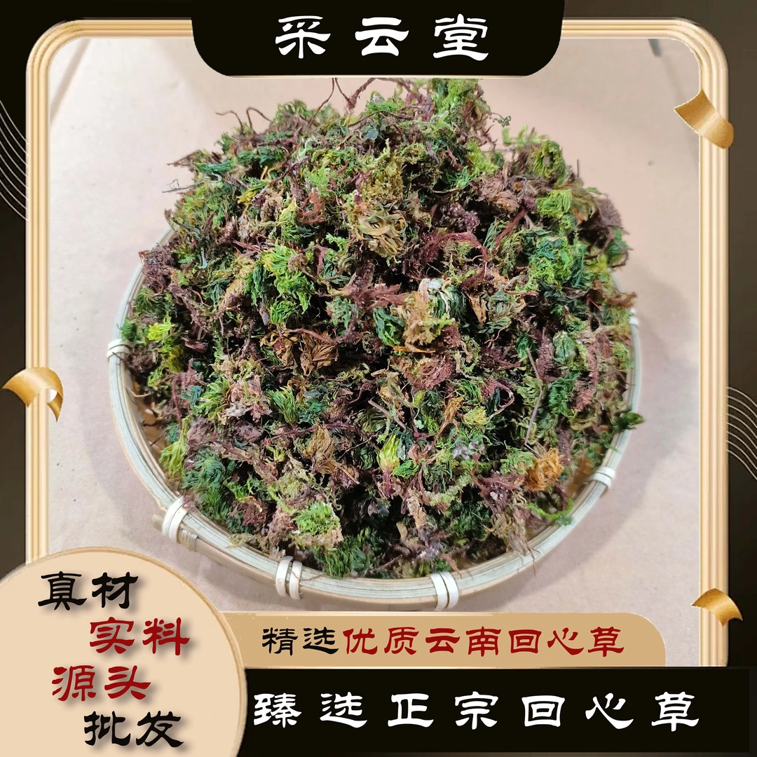 回心草中药材云南野生茴心草干净清爽无灰新货大叶藓苍山回芯草