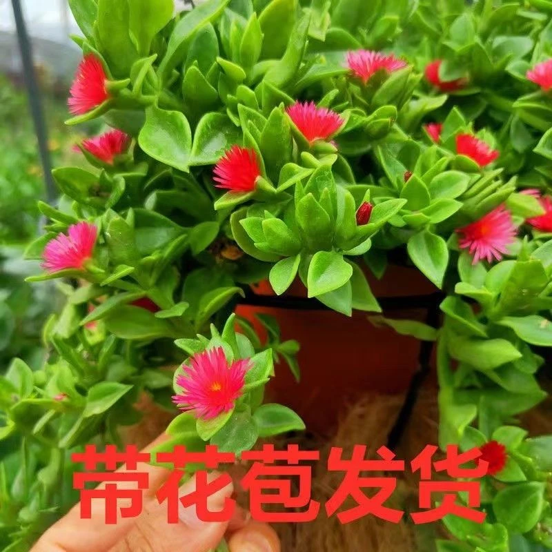 牡丹吊兰带花盆栽垂吊植物室内阳台四季开花穿心莲田七垂吊绿植