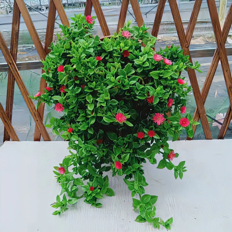 牡丹吊兰带花盆栽垂吊植物晒太阳阳台四季开花绿植耐热观叶室内外
