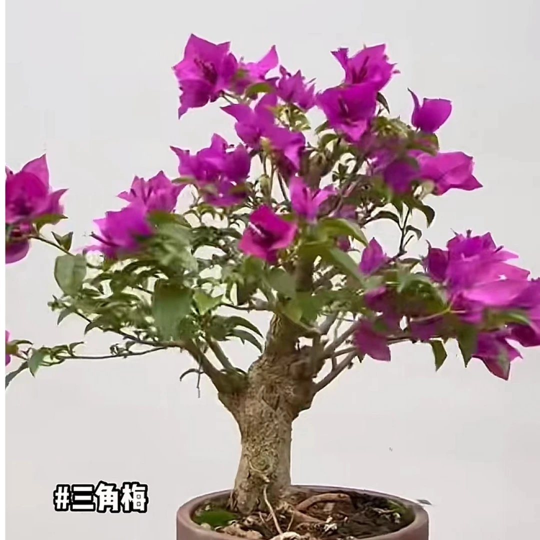 云南紫安格斯三角梅老桩一物一拍不包售后介意勿拍