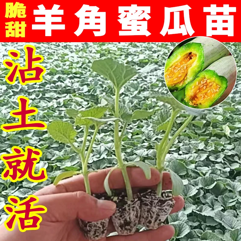 羊角蜜甜瓜苗盆栽秧苗绿宝石冰糖子哈密瓜香瓜菜苗