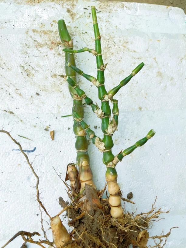 佛肚竹罗汉竹盆栽室内外观赏绿植四季常青庭院植物