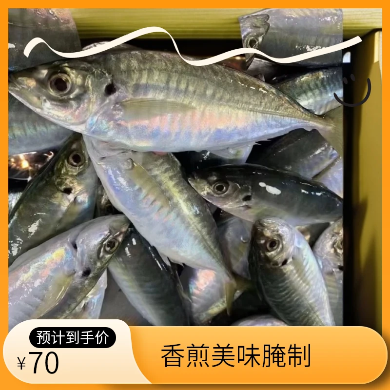 福建丰收季祥芝海鲜巴浪鱼（5斤）香煎美味腌制