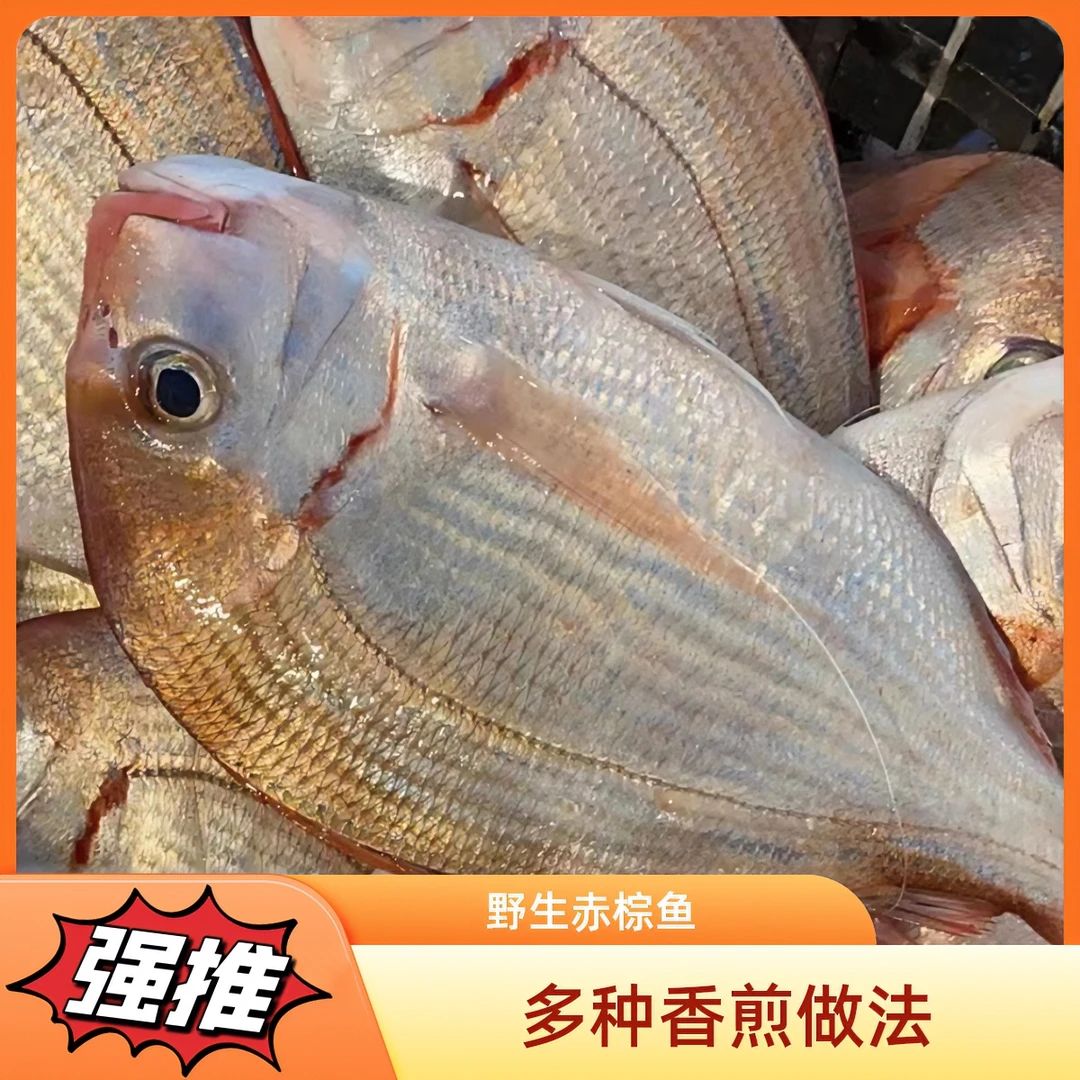 福建祥芝海鲜  野生赤棕鱼（赤七） 5斤 码头直发    多种香煎甄选
