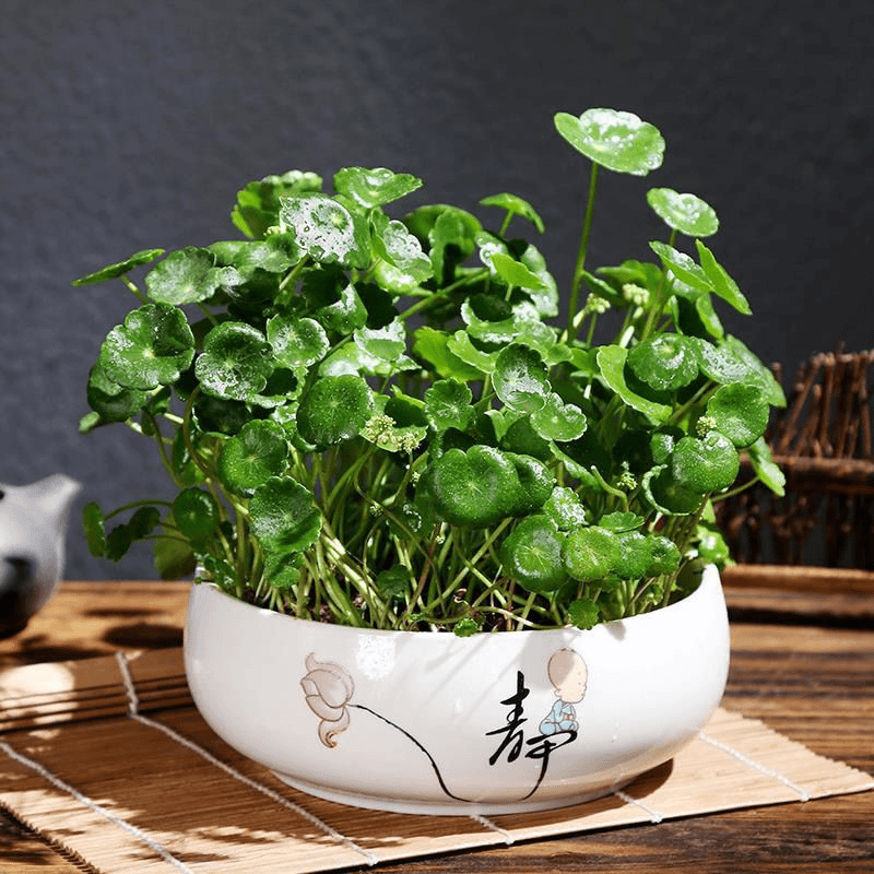 铜钱草种子水培办公室盆栽花卉绿植金钱草绿萝吊兰植物铜钱草种子