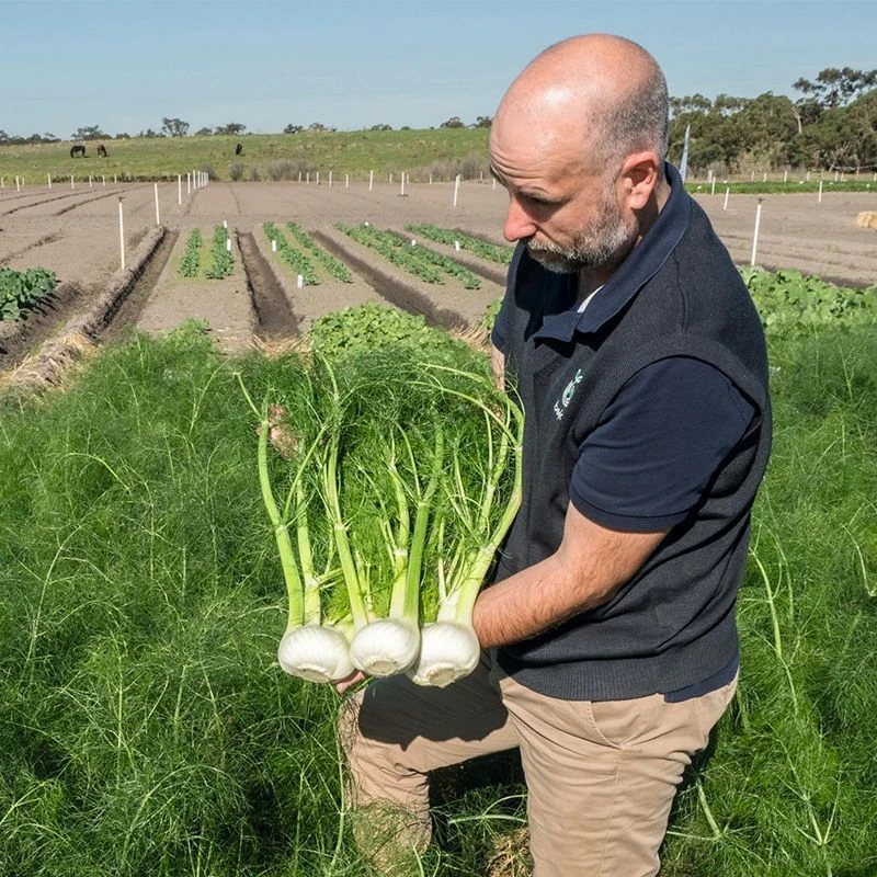 球茎茴香种子结球小茴香籽春秋四季播大田阳台庭院盆栽蔬菜种子