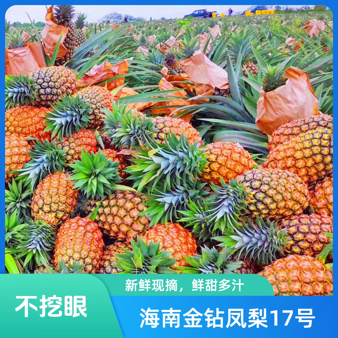 海南金钻凤梨17号当季新鲜热带水果手撕无眼菠萝鲜甜多汁包邮