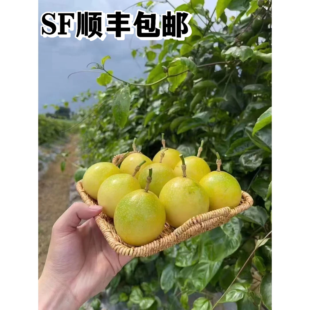 广西桂林百香果钦密9号果王