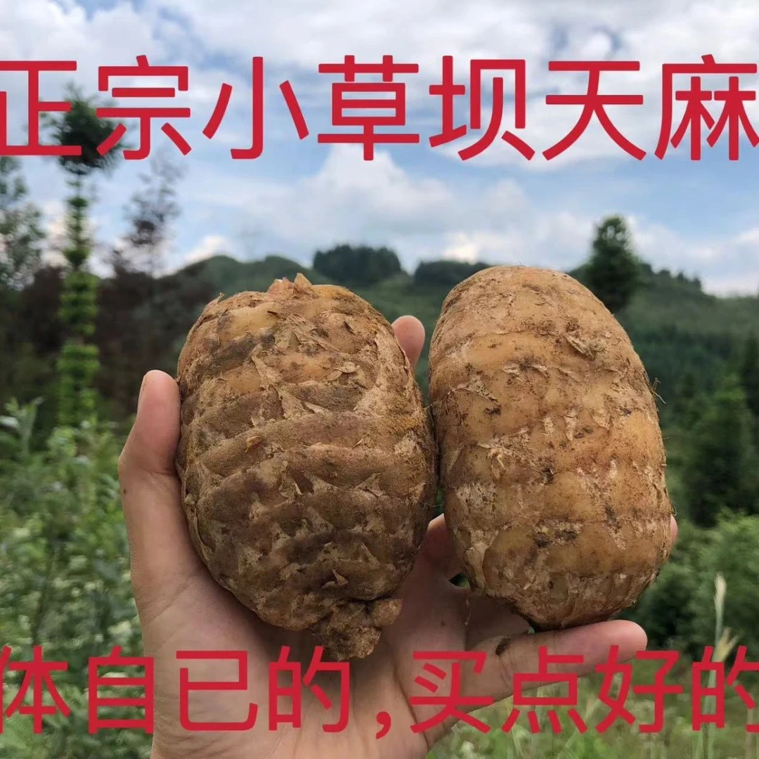 云南昭通小草坝新鲜天麻乌天麻现挖现发带泥发货产地直发包邮煲汤