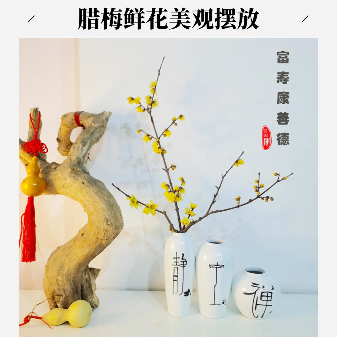 【基地发货】春节摆放耐寒飘香水培腊梅鲜切枝美观超长观赏花期系列
