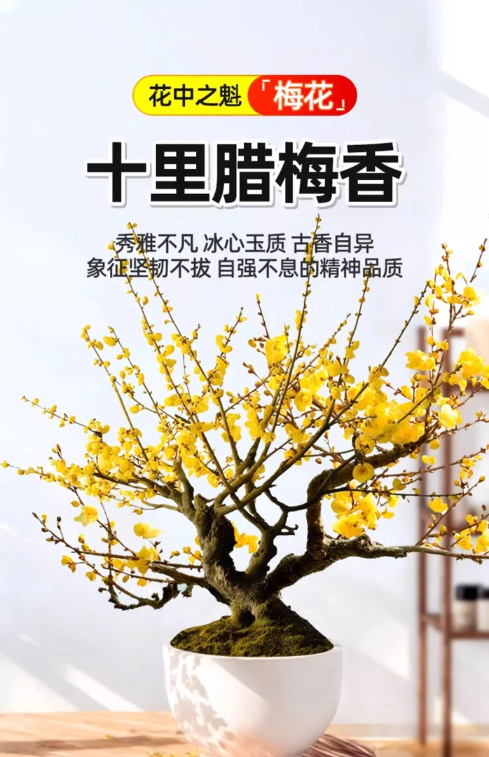 鄢陵腊梅矮庄盆景素材基地发货耐寒名贵品种