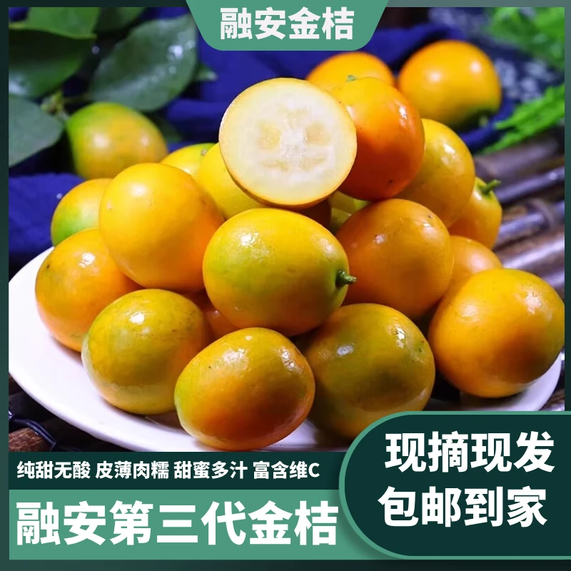 融安金桔【融安第三代金桔】广西融安脆蜜金桔果园当季水果现摘纯甜