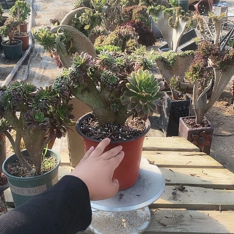 【闪购商品】红陶20CM（含）-50CM（不含）