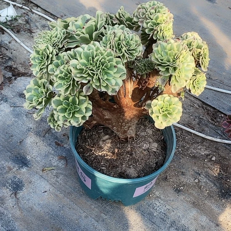 【闪购商品】红陶20CM（含）-50CM（不含）