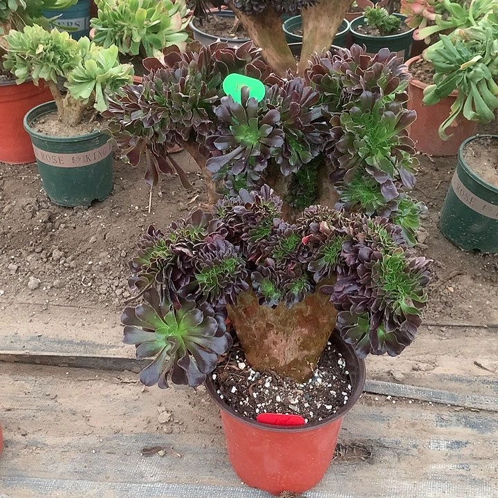 红陶20CM（含）-50CM（不含）好*105106