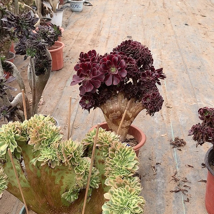 泥*美杜莎缀11111美杜莎缀