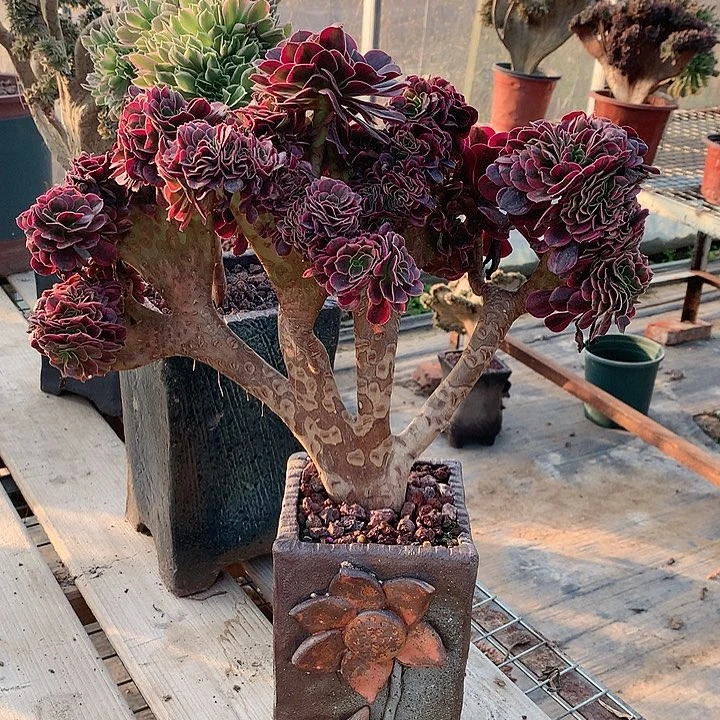 红陶20CM（含）-50CM（不含）用****30053