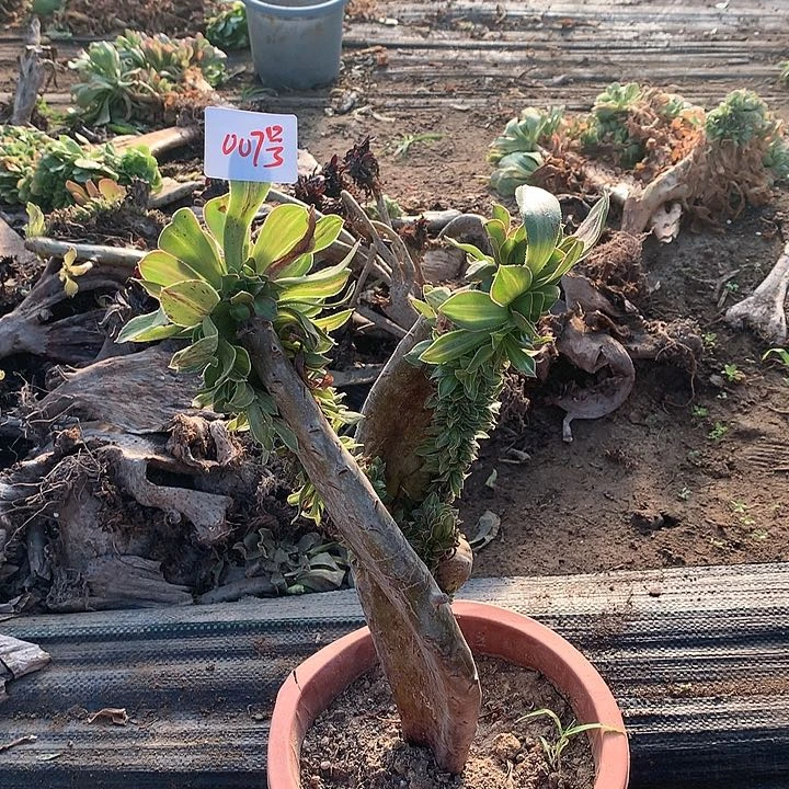 碧螺春翅膀007号