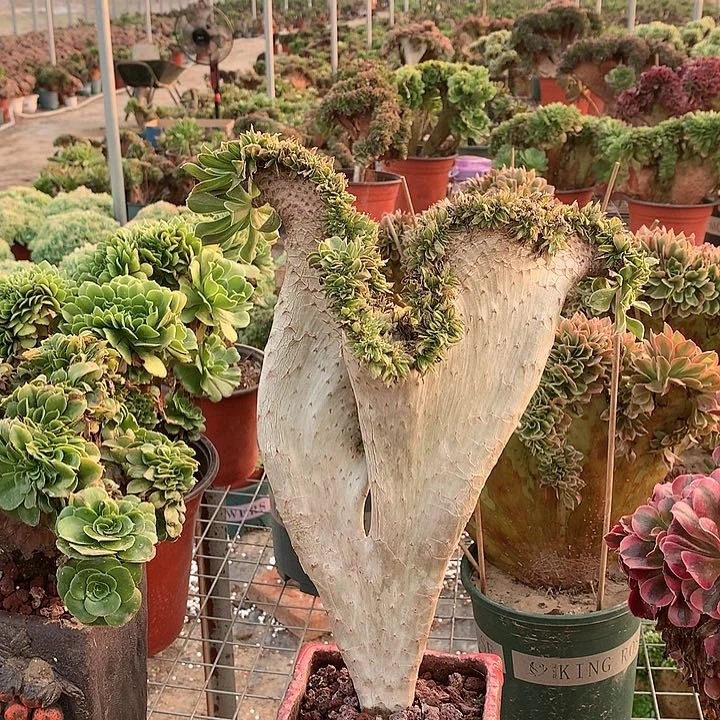 红陶20CM（含）-50CM（不含）碧螺春