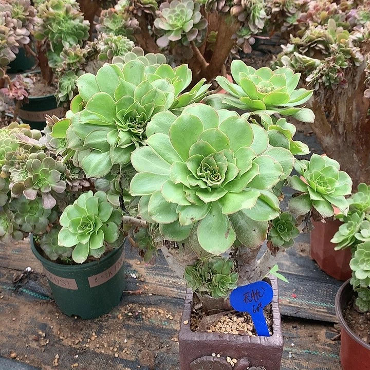 缀11111122222缀化缀