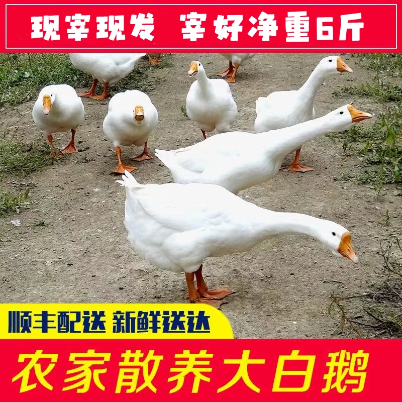 农家散养大白鹅土鹅 现宰 新鲜青年鹅 整只净重6斤 带心肝 顺丰
