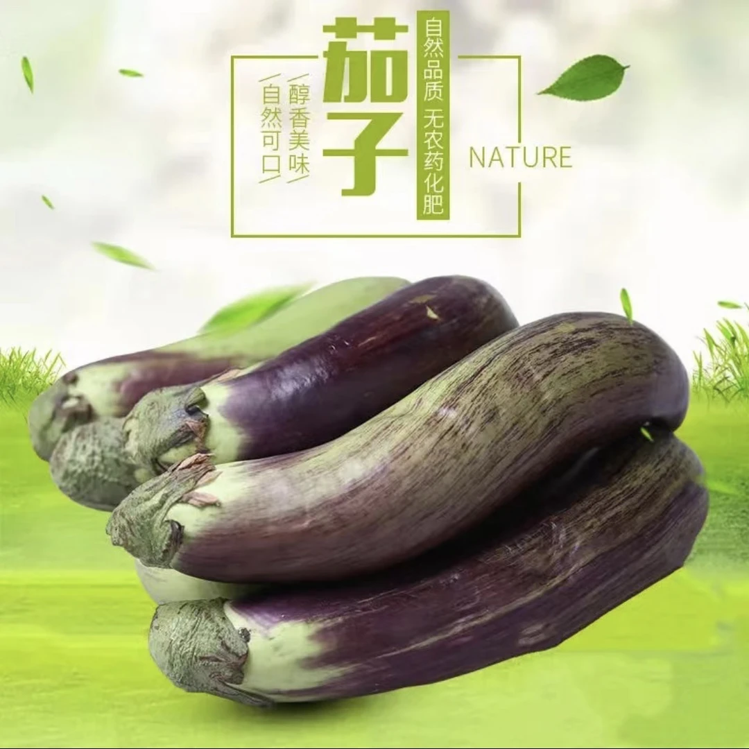 花茄子5斤东北农村自家小园花茄子 面包茄子包邮坏了包赔