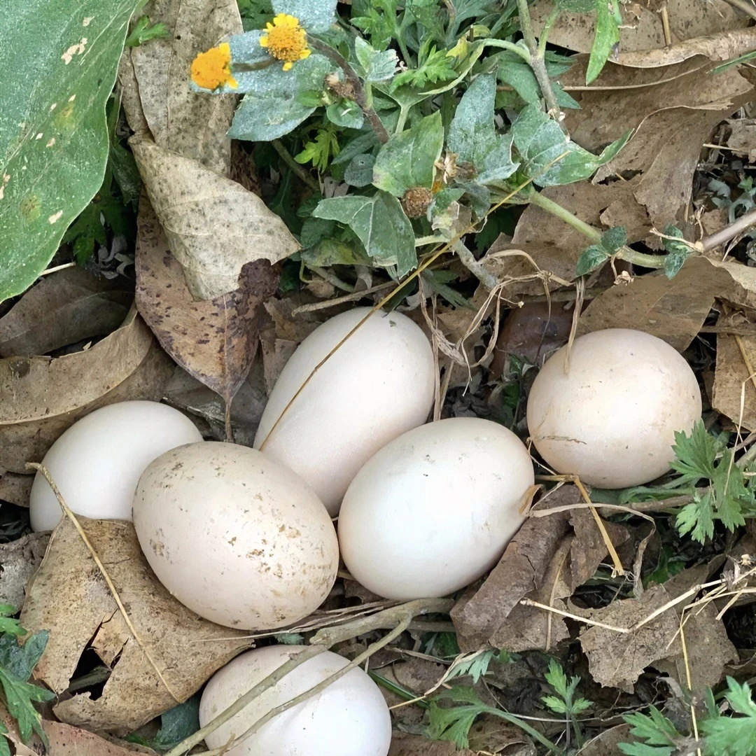 可生食土鸡蛋30枚礼盒装可生食鸡蛋家庭天然喂养健康纯正