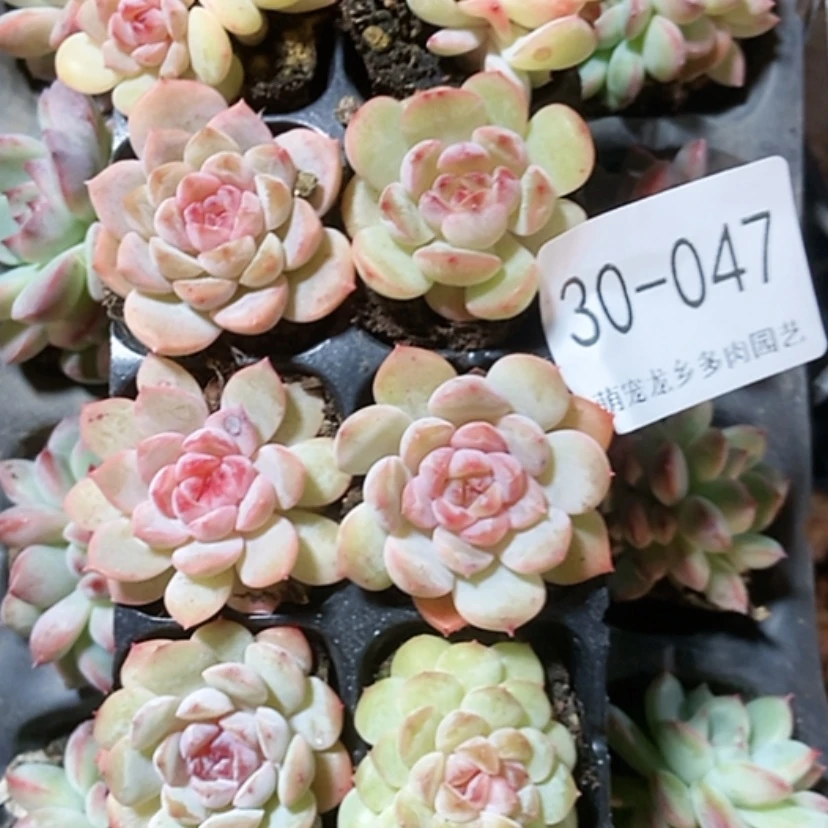 【闪购商品】多肉植物精品杂交047