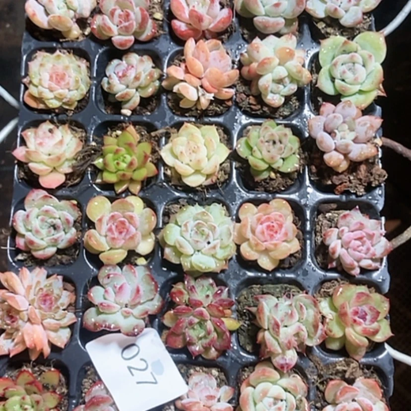 【闪购商品】多肉植物杂交精品027