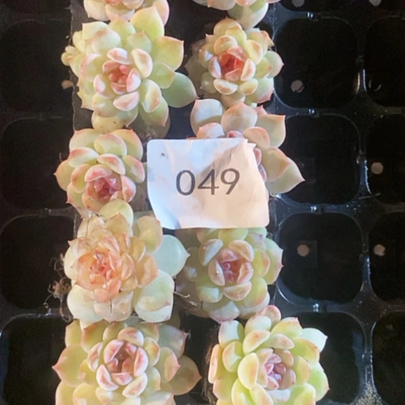 【闪购商品】多肉植物杂交精品049