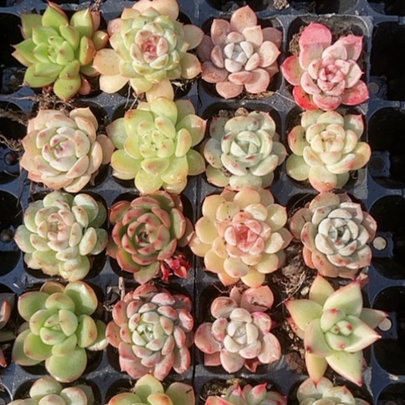 【闪购商品】000000023